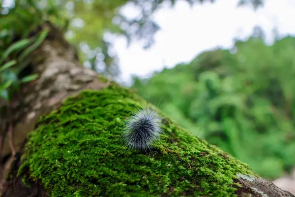 Seçici odak noktası Macrobrochis gigas tırtılları, yumuşak beyaz tüylü siyah yosunlu ağaçlar yağmur mevsiminin başlangıcında bu tırtıllar zehirli değildir ve yemyeşil ormanların tam ortasındadır. 
