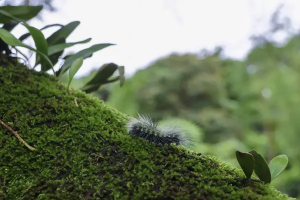 Seçici odak noktası Macrobrochis gigas tırtılları, yumuşak beyaz tüylü siyah yosunlu ağaçlar yağmur mevsiminin başlangıcında bu tırtıllar zehirli değildir ve yemyeşil ormanların tam ortasındadır. 