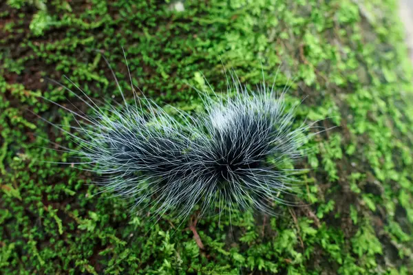 Seçici odak noktası Macrobrochis gigas tırtılları, yumuşak beyaz tüylü siyah yosunlu ağaçlar yağmur mevsiminin başlangıcında bu tırtıllar zehirli değildir ve yemyeşil ormanların tam ortasındadır. 