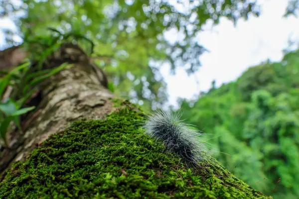 Seçici odak noktası Macrobrochis gigas tırtılları, yumuşak beyaz tüylü siyah yosunlu ağaçlar yağmur mevsiminin başlangıcında bu tırtıllar zehirli değildir ve yemyeşil ormanların tam ortasındadır. 