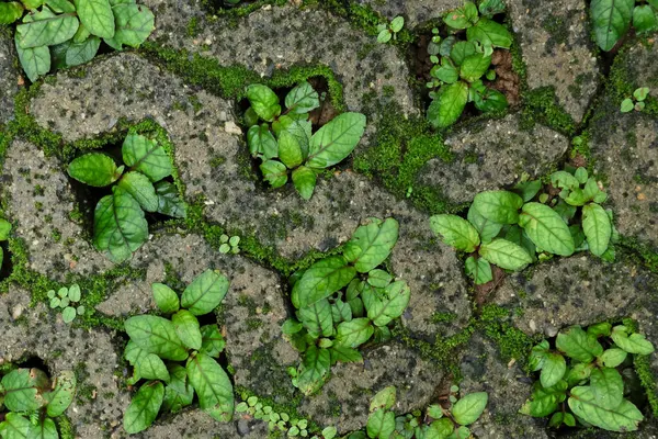 Beton bir tuğla deliğinde büyüyen bitki dokusu. Çim ekmek için kaldırım taşının ortasında bir delik var..
