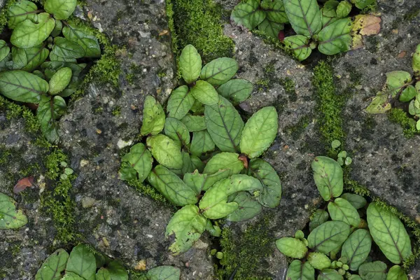 Beton bir tuğla deliğinde büyüyen bitki dokusu. Çim ekmek için kaldırım taşının ortasında bir delik var..