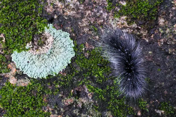 Seçici odak noktası Macrobrochis gigas tırtılları. Yağmur mevsiminin başında yosun tutmuş kayalarda yumuşak beyaz tüylü siyah tırtıllar. Bu tırtıllar zehirli değildir ve yemyeşil bir ormanın ortasındadır..