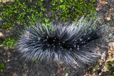 Seçici odak noktası Macrobrochis gigas tırtılları. Yağmur mevsiminin başında yosun tutmuş kayalarda yumuşak beyaz tüylü siyah tırtıllar. Bu tırtıllar zehirli değildir ve yemyeşil bir ormanın ortasındadır..