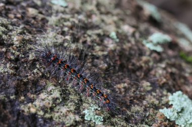 Seçici odak noktası Macrobrochis gigas tırtılları. Yağmur mevsiminin başında yosun tutmuş kayalarda yumuşak beyaz tüylü siyah tırtıllar. Bu tırtıllar zehirli değildir ve yemyeşil bir ormanın ortasındadır..