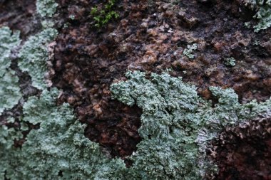 Seçici odak noktası Diploisia canescens - Tayland 'da yemyeşil bir yağmur ormanında, doğal doku arka planına sahip nemli kayalar ve yosunlar üzerinde büyüyen bir Lichen.