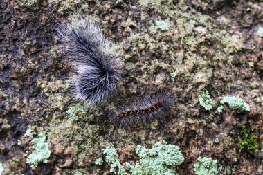 Seçici odak noktası Macrobrochis gigas tırtılları. Yağmur mevsiminin başında yosun tutmuş kayalarda yumuşak beyaz tüylü siyah tırtıllar. Bu tırtıllar zehirli değildir ve yemyeşil bir ormanın ortasındadır..