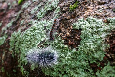 Seçici odak noktası Macrobrochis gigas tırtılları. Yağmur mevsiminin başında yosun tutmuş kayalarda yumuşak beyaz tüylü siyah tırtıllar. Bu tırtıllar zehirli değildir ve yemyeşil bir ormanın ortasındadır..
