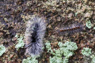 Seçici odak noktası Macrobrochis gigas tırtılları. Yağmur mevsiminin başında yosun tutmuş kayalarda yumuşak beyaz tüylü siyah tırtıllar. Bu tırtıllar zehirli değildir ve yemyeşil bir ormanın ortasındadır..