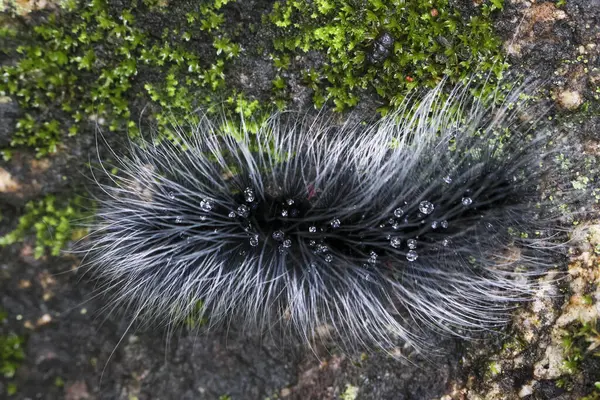 Seçici odak noktası Macrobrochis gigas tırtılları. Yağmur mevsiminin başında yosun tutmuş kayalarda yumuşak beyaz tüylü siyah tırtıllar. Bu tırtıllar zehirli değildir ve yemyeşil bir ormanın ortasındadır..