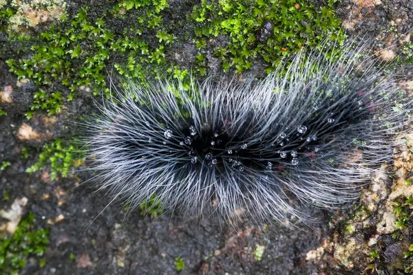 Seçici odak noktası Macrobrochis gigas tırtılları. Yağmur mevsiminin başında yosun tutmuş kayalarda yumuşak beyaz tüylü siyah tırtıllar. Bu tırtıllar zehirli değildir ve yemyeşil bir ormanın ortasındadır..