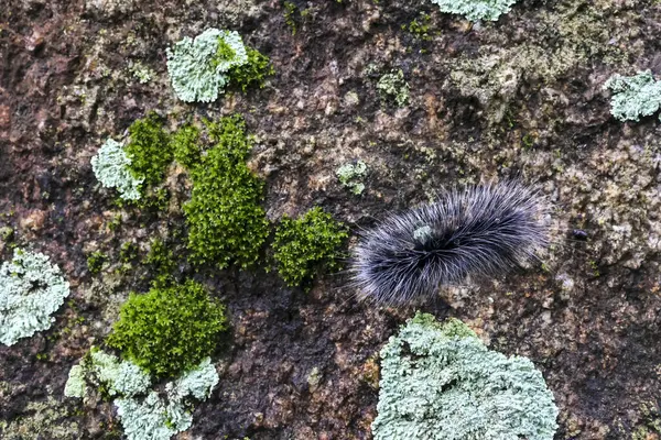 Seçici odak noktası Macrobrochis gigas tırtılları. Yağmur mevsiminin başında yosun tutmuş kayalarda yumuşak beyaz tüylü siyah tırtıllar. Bu tırtıllar zehirli değildir ve yemyeşil bir ormanın ortasındadır..