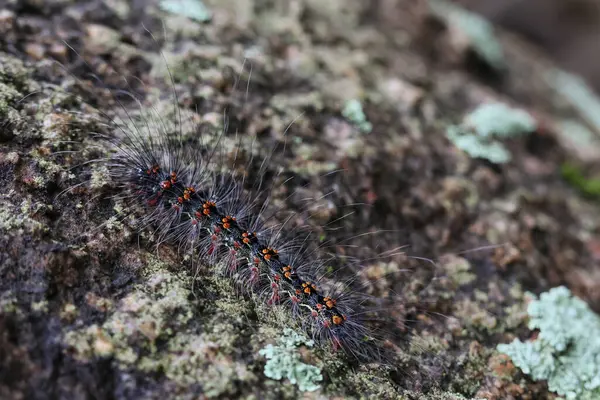 Seçici odak noktası Macrobrochis gigas tırtılları. Yağmur mevsiminin başında yosun tutmuş kayalarda yumuşak beyaz tüylü siyah tırtıllar. Bu tırtıllar zehirli değildir ve yemyeşil bir ormanın ortasındadır..