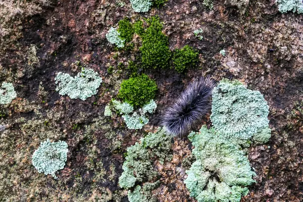 Seçici odak noktası Macrobrochis gigas tırtılları. Yağmur mevsiminin başında yosun tutmuş kayalarda yumuşak beyaz tüylü siyah tırtıllar. Bu tırtıllar zehirli değildir ve yemyeşil bir ormanın ortasındadır..