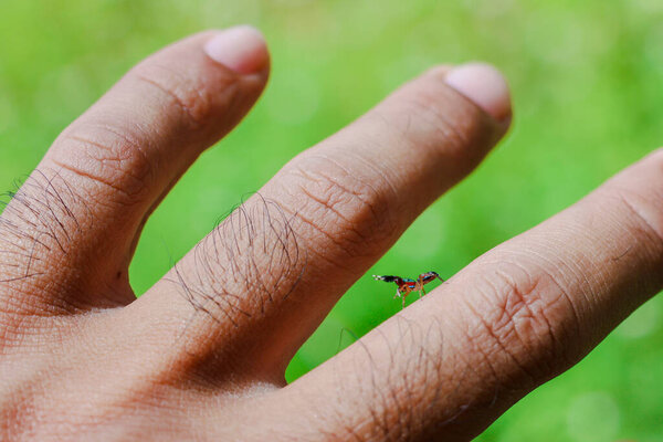 Красочный, круглоглазый маленький паук под рукой. Милый маленький паучок. Удивительный маленький мир.