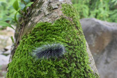 Seçici odak noktası Macrobrochis gigas tırtılları, yumuşak beyaz tüylü siyah yosunlu ağaçlar yağmur mevsiminin başlangıcında bu tırtıllar zehirli değildir ve yemyeşil ormanların tam ortasındadır. 