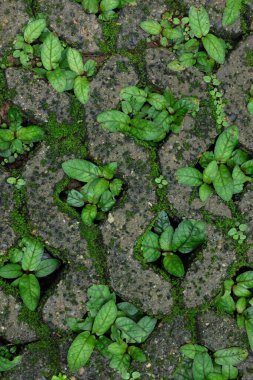 Beton bir tuğla deliğinde büyüyen bitki dokusu. Çim ekmek için kaldırım taşının ortasında bir delik var..