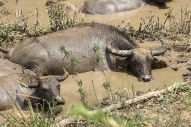 Tayland bufalosu sürüsü ormandaki doğal bir su kaynağında çamurda dinleniyor..