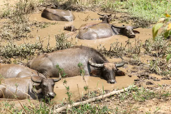 Tayland bufalosu sürüsü ormandaki doğal bir su kaynağında çamurda dinleniyor..