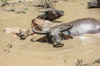 Tayland bufalosu sürüsü ormandaki doğal bir su kaynağında çamurda dinleniyor..
