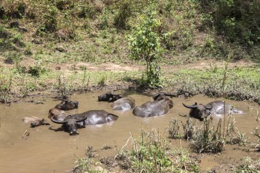 Tayland bufalosu sürüsü ormandaki doğal bir su kaynağında çamurda dinleniyor..