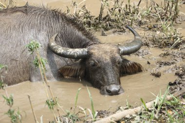 Tayland bufalosu sürüsü ormandaki doğal bir su kaynağında çamurda dinleniyor..