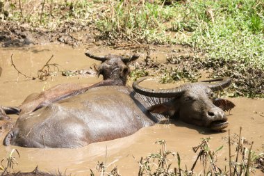Tayland bufalosu sürüsü ormandaki doğal bir su kaynağında çamurda dinleniyor..