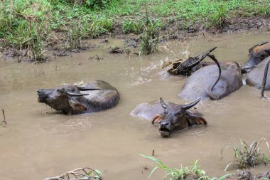Tayland bufalosu sürüsü ormandaki doğal bir su kaynağında çamurda dinleniyor..