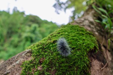 Seçici odak noktası Macrobrochis gigas tırtılları, yumuşak beyaz tüylü siyah yosunlu ağaçlar yağmur mevsiminin başlangıcında bu tırtıllar zehirli değildir ve yemyeşil ormanların tam ortasındadır. 
