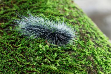 Seçici odak noktası Macrobrochis gigas tırtılları, yumuşak beyaz tüylü siyah yosunlu ağaçlar yağmur mevsiminin başlangıcında bu tırtıllar zehirli değildir ve yemyeşil ormanların tam ortasındadır. 