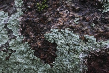 Seçici odak noktası Diploisia canescens - Tayland 'da yemyeşil bir yağmur ormanında, doğal doku arka planına sahip nemli kayalar ve yosunlar üzerinde büyüyen bir Lichen.