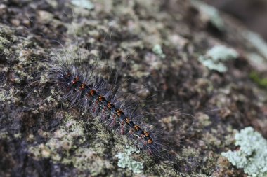 Seçici odak noktası Macrobrochis gigas tırtılları. Yağmur mevsiminin başında yosun tutmuş kayalarda yumuşak beyaz tüylü siyah tırtıllar. Bu tırtıllar zehirli değildir ve yemyeşil bir ormanın ortasındadır..