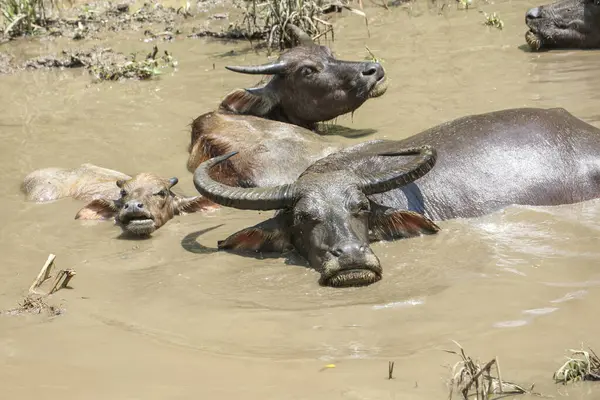Tayland bufalosu sürüsü ormandaki doğal bir su kaynağında çamurda dinleniyor..