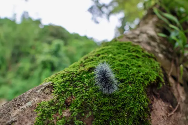 Seçici odak noktası Macrobrochis gigas tırtılları, yumuşak beyaz tüylü siyah yosunlu ağaçlar yağmur mevsiminin başlangıcında bu tırtıllar zehirli değildir ve yemyeşil ormanların tam ortasındadır. 