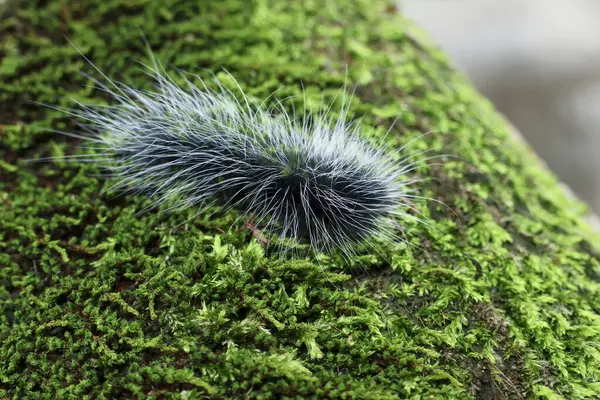 Seçici odak noktası Macrobrochis gigas tırtılları, yumuşak beyaz tüylü siyah yosunlu ağaçlar yağmur mevsiminin başlangıcında bu tırtıllar zehirli değildir ve yemyeşil ormanların tam ortasındadır. 