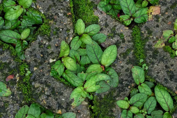 Beton bir tuğla deliğinde büyüyen bitki dokusu. Çim ekmek için kaldırım taşının ortasında bir delik var..