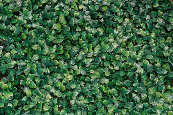 Yeşil yapay bitki dokusu arka planı. Küçük yeşil yapraklar plastik desenli arka plandan yapılır..
