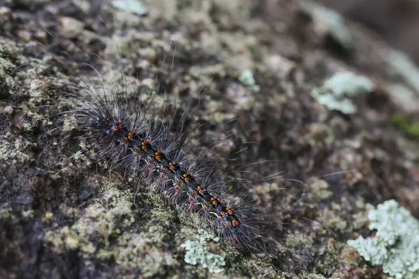 Seçici odak noktası Macrobrochis gigas tırtılları. Yağmur mevsiminin başında yosun tutmuş kayalarda yumuşak beyaz tüylü siyah tırtıllar. Bu tırtıllar zehirli değildir ve yemyeşil bir ormanın ortasındadır..