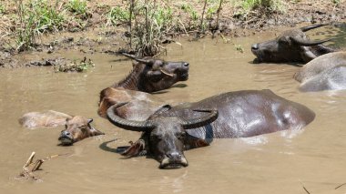 Tayland bufalosu sürüsü ormandaki doğal bir su kaynağında çamurda dinleniyor..