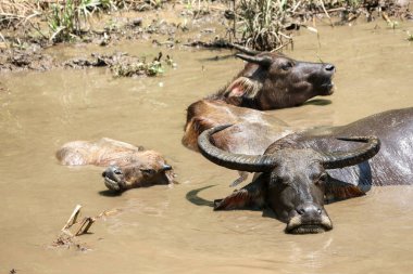 Tayland bufalosu sürüsü ormandaki doğal bir su kaynağında çamurda dinleniyor..