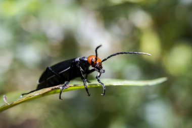 Epicauta, kızıl kafa, yeşil yapraklı böcek arka planında siyah vücut ve mükemmel yeşil doğa üzerine seçici bir odaklanma..