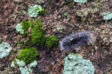 Seçici odak noktası Macrobrochis gigas tırtılları. Yağmur mevsiminin başında yosun tutmuş kayalarda yumuşak beyaz tüylü siyah tırtıllar. Bu tırtıllar zehirli değildir ve yemyeşil bir ormanın ortasındadır..