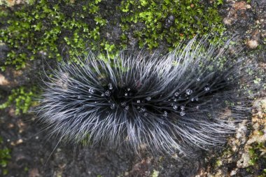 Seçici odak noktası Macrobrochis gigas tırtılları. Yağmur mevsiminin başında yosun tutmuş kayalarda yumuşak beyaz tüylü siyah tırtıllar. Bu tırtıllar zehirli değildir ve yemyeşil bir ormanın ortasındadır..