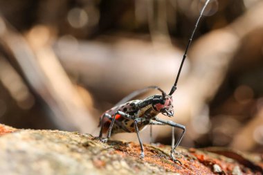 Macrochenus abellinus. Pembe benekli uzun boynuzlu bir böcek yağmur mevsiminde Tayland 'ın kuzeyinde bir ormanda bir ağacın kabuğuna yumurta bırakır..