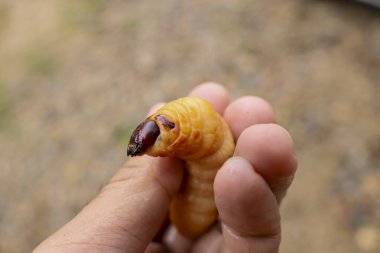 Bahçıvanın elinde şişman bir buğday biti. Çeşitli adları olan bir böcek: kırmızı palmiye buğday biti, kırmızı çizgili palmiye buğday biti, Asyalı palmiye buğday biti, Sago palmiye buğday biti..