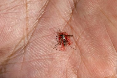 Avucundaki sivrisineğin içinden kan fışkırıyordu. 