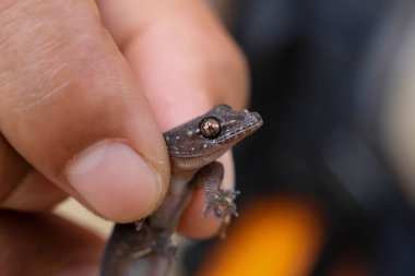 Titanium Geckos: Titanyum Geckos 'un gözleri parmaklarda. Gözler inanılmaz ve güzel yakından..