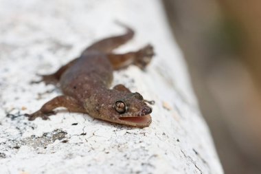Titanium Geckos: Geckos 'un titanyum gözleri beyaz arka planda. Gözler inanılmaz ve güzel yakından..
