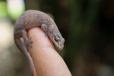 Titanium Geckos: Titanyum Geckos 'un gözleri parmaklarda. Gözler inanılmaz ve güzel yakından..