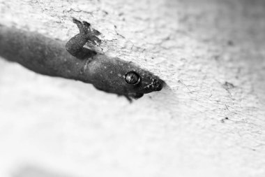 Siyah ve beyaz görüntülü Titanium Geckos: Titanyum Geckos 'un gözleri beyaz arkaplanda. Gözler inanılmaz ve güzel yakından..